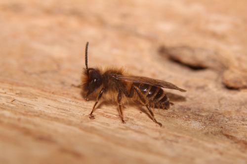 Andrena flavipes